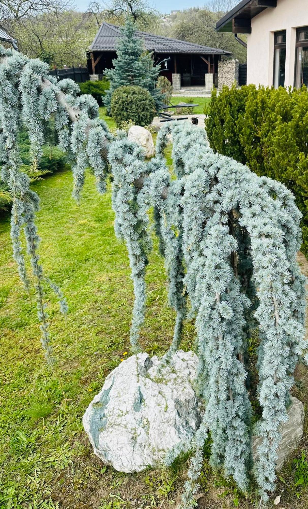 Отель Casa Pisica Noastra Бряза Экстерьер фото